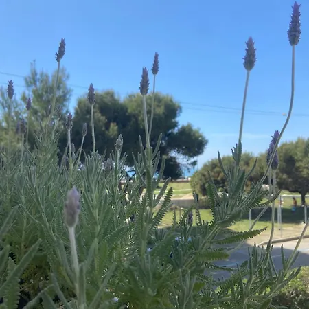 Confortevole Tra E Pinete Apartment Scauri (Lazio)
