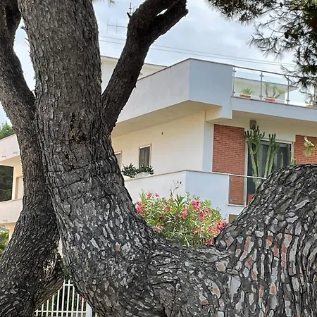 Confortevole Tra E Pinete